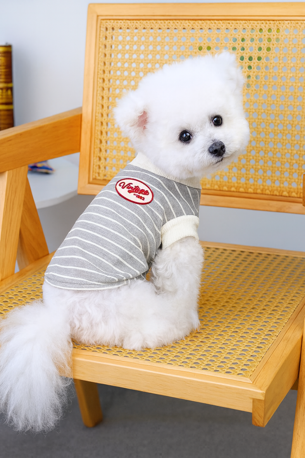 Çizgili Gri Köpek Tişörtü – Küçük Irklar İçin Yumuşak ve Rahat Günlük Kıyafet